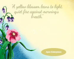 Yellow Blossom