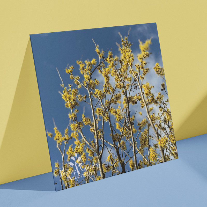 Blooms-Greeting-Card