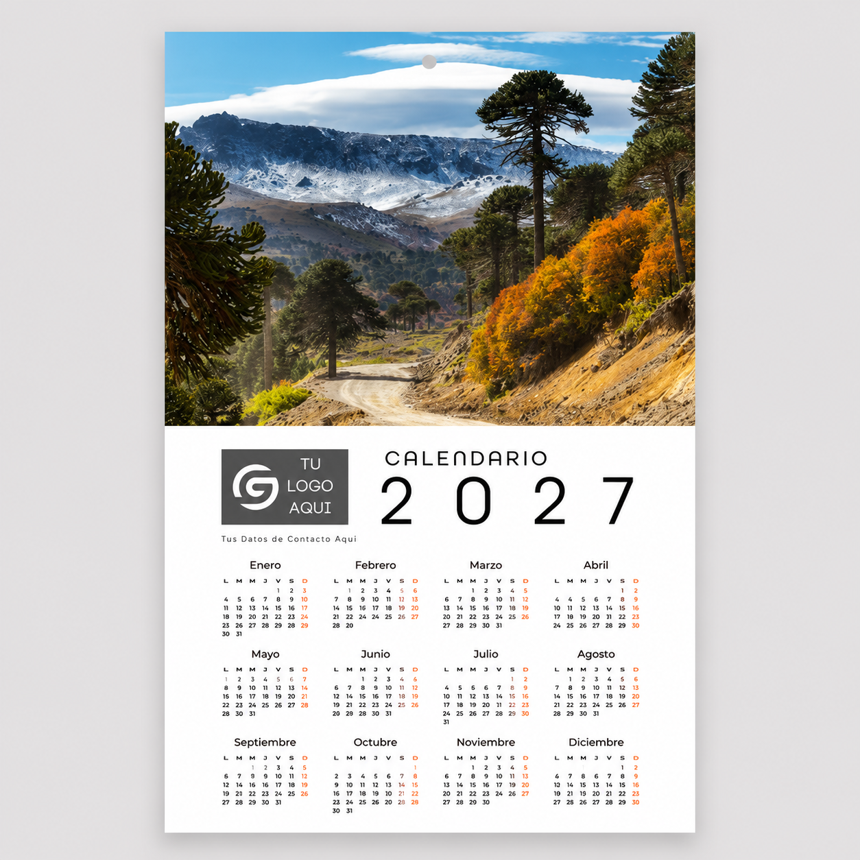 Araucarias