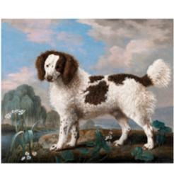 A Spaniel