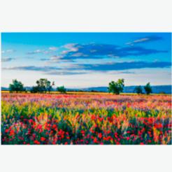 Campo de Amapolas