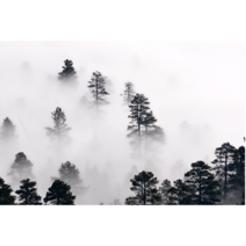 Póster de Bosque Brumoso