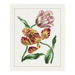 tulipanes