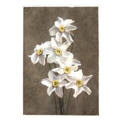 Narcisos