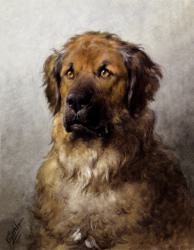 Head of Leonberger