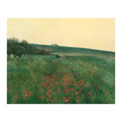 Campo de amapolas