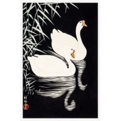 Cisnes
