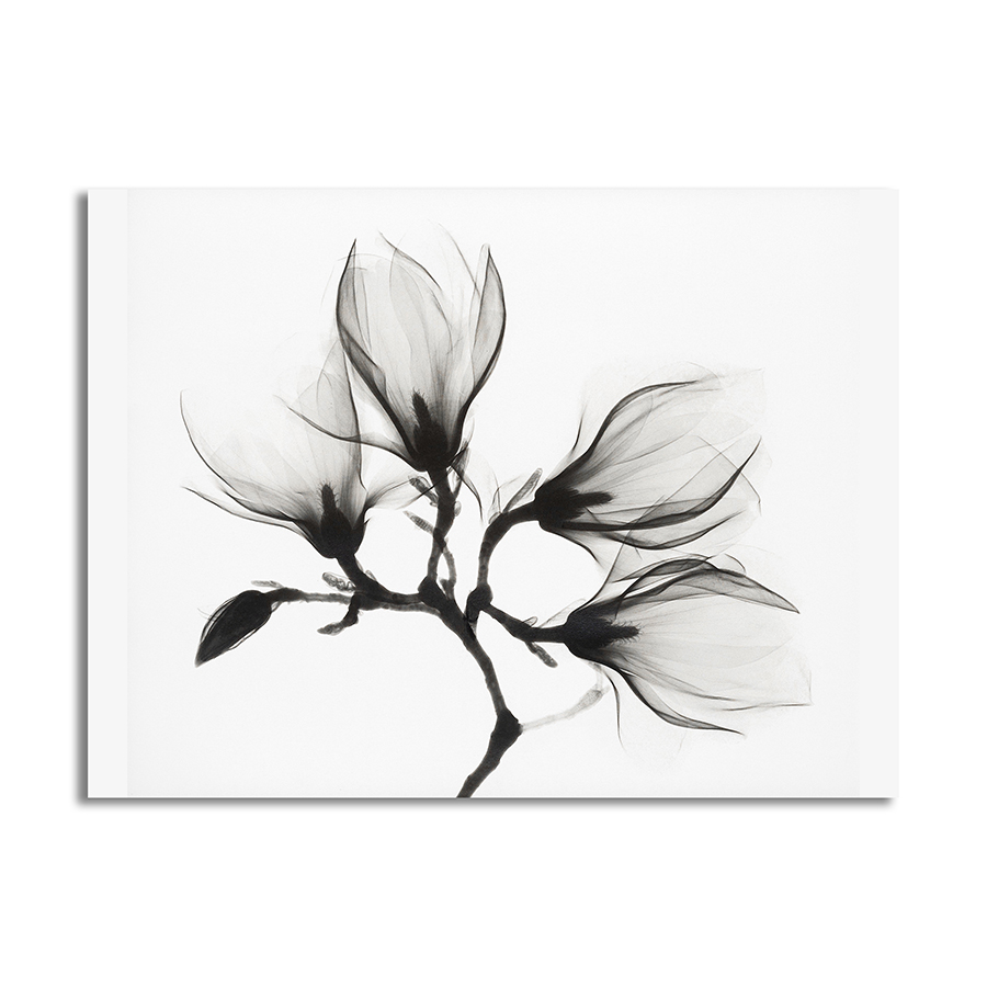 Magnolia Etérea - Cuadro decorativo personalizado | Megaprint
