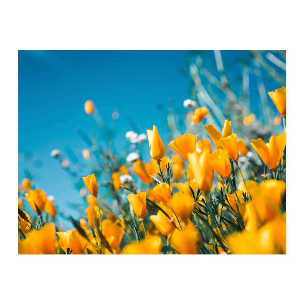 Dorado de Primavera - Cuadro decorativo personalizado | Megaprint