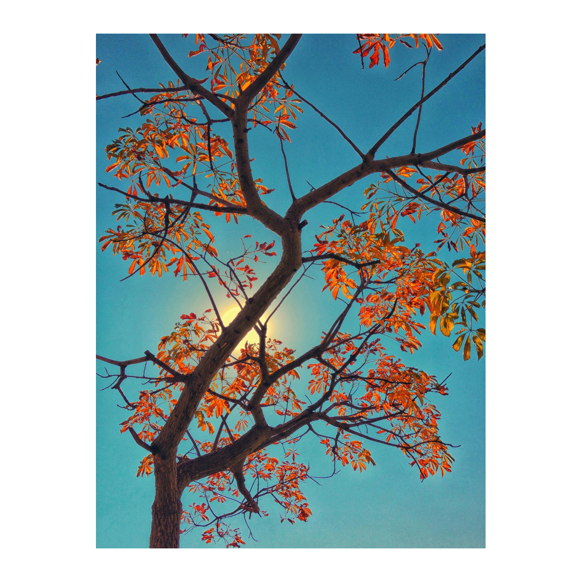 Raíces de Luz - Cuadro decorativo personalizado | Megaprint