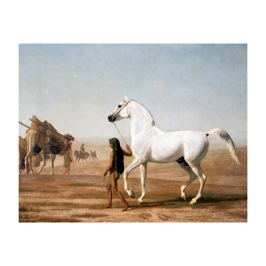 The Wellesley Grey Arabian Led through the Desert - Cuadro decorativo personalizado | Megaprint