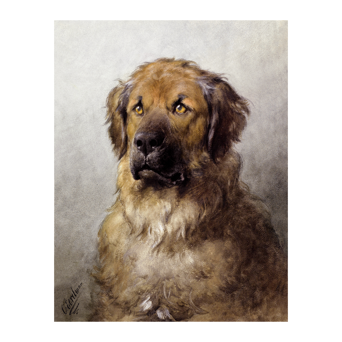 Head of a Leonberger - Cuadro decorativo personalizado | Megaprint