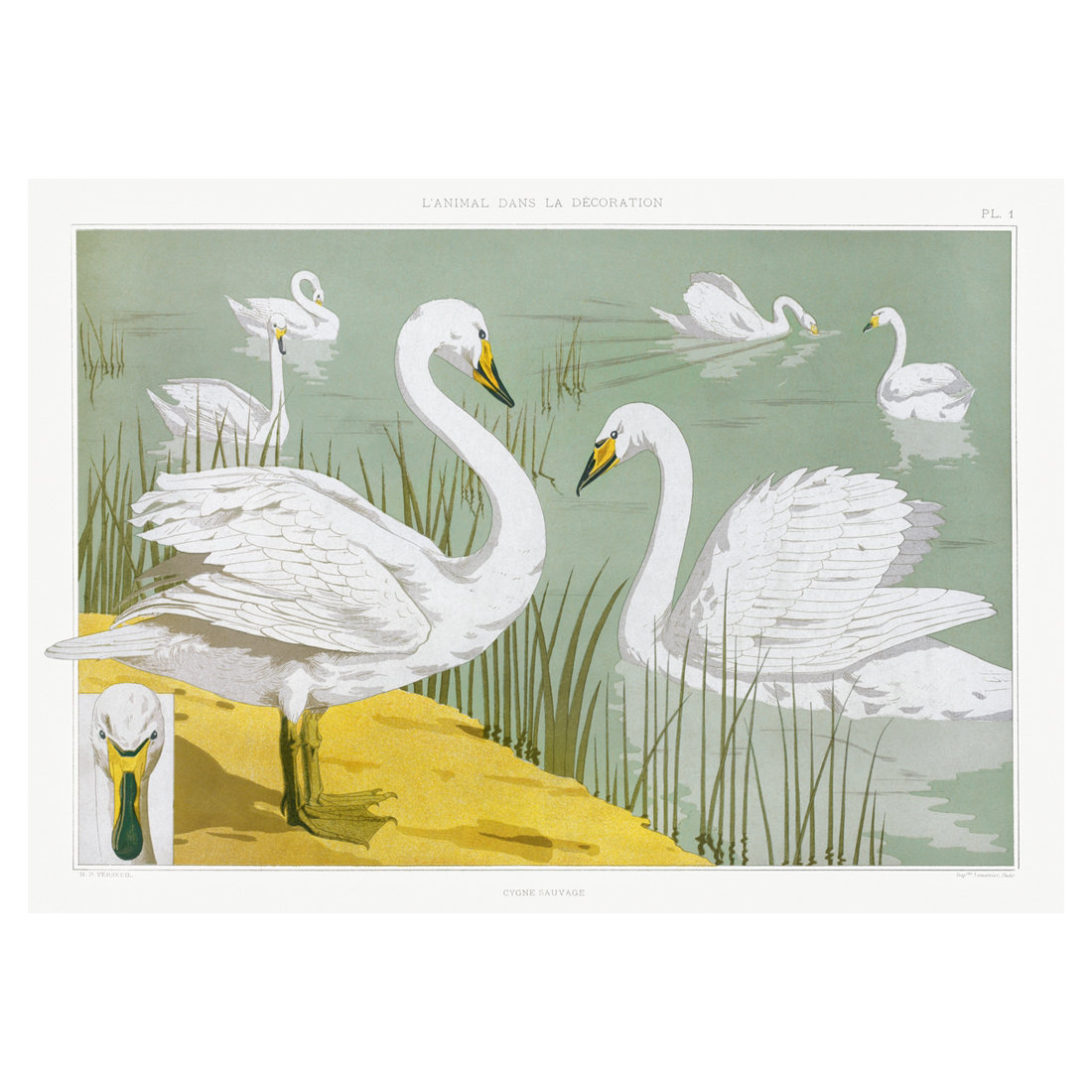 Cisne Salvaje - Cuadro decorativo personalizado | Megaprint