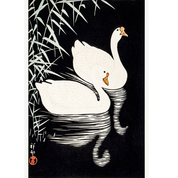 Cisnes entre Juncos Cisnes entre Juncos - Cuadro decorativo personalizado para imprimir | Megaprint