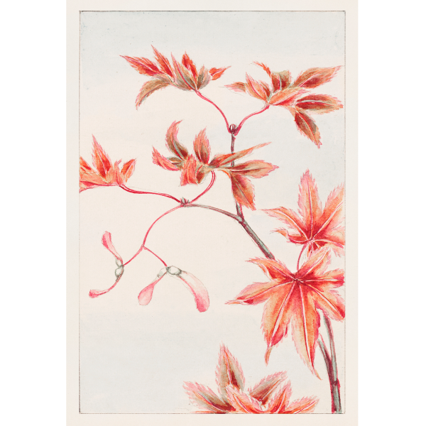 Flores de Temporada - Cuadro decorativo personalizado para imprimir | Megaprint
