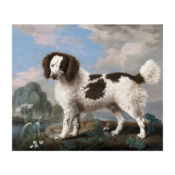 A Spaniel - Cuadro decorativo personalizado para imprimir | Megaprint