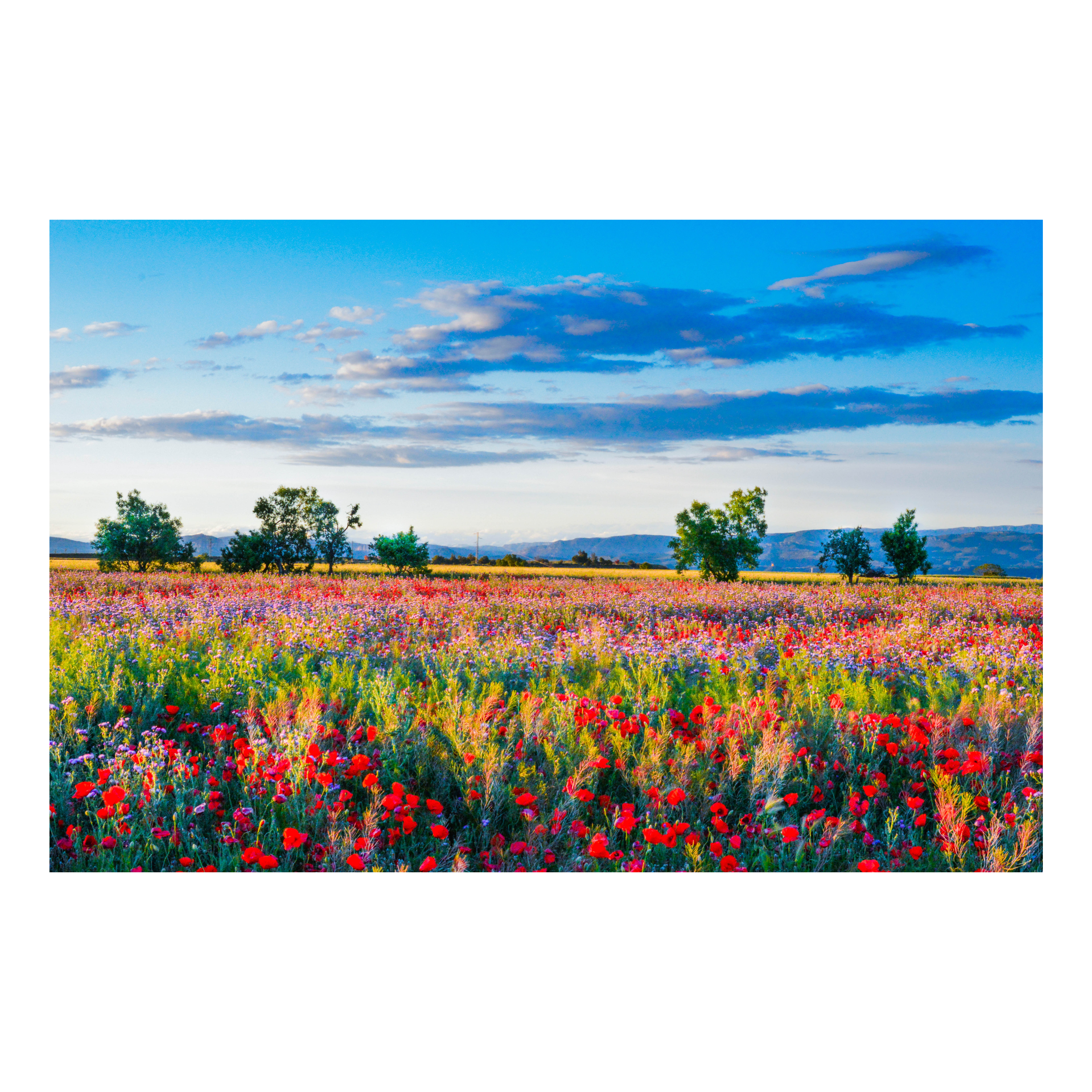 Campo de Amapolas - Cuadro decorativo personalizado para imprimir | Megaprint