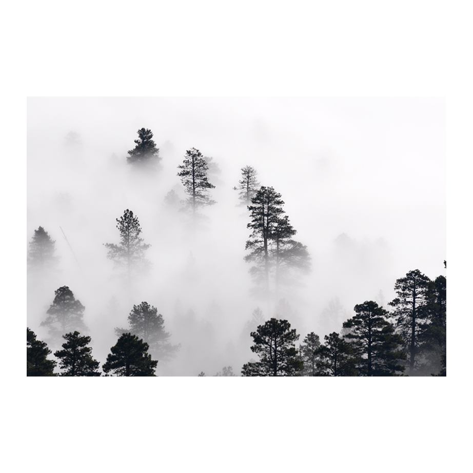 Póster de Bosque Brumoso - Impresión personalizada en México | Megaprint