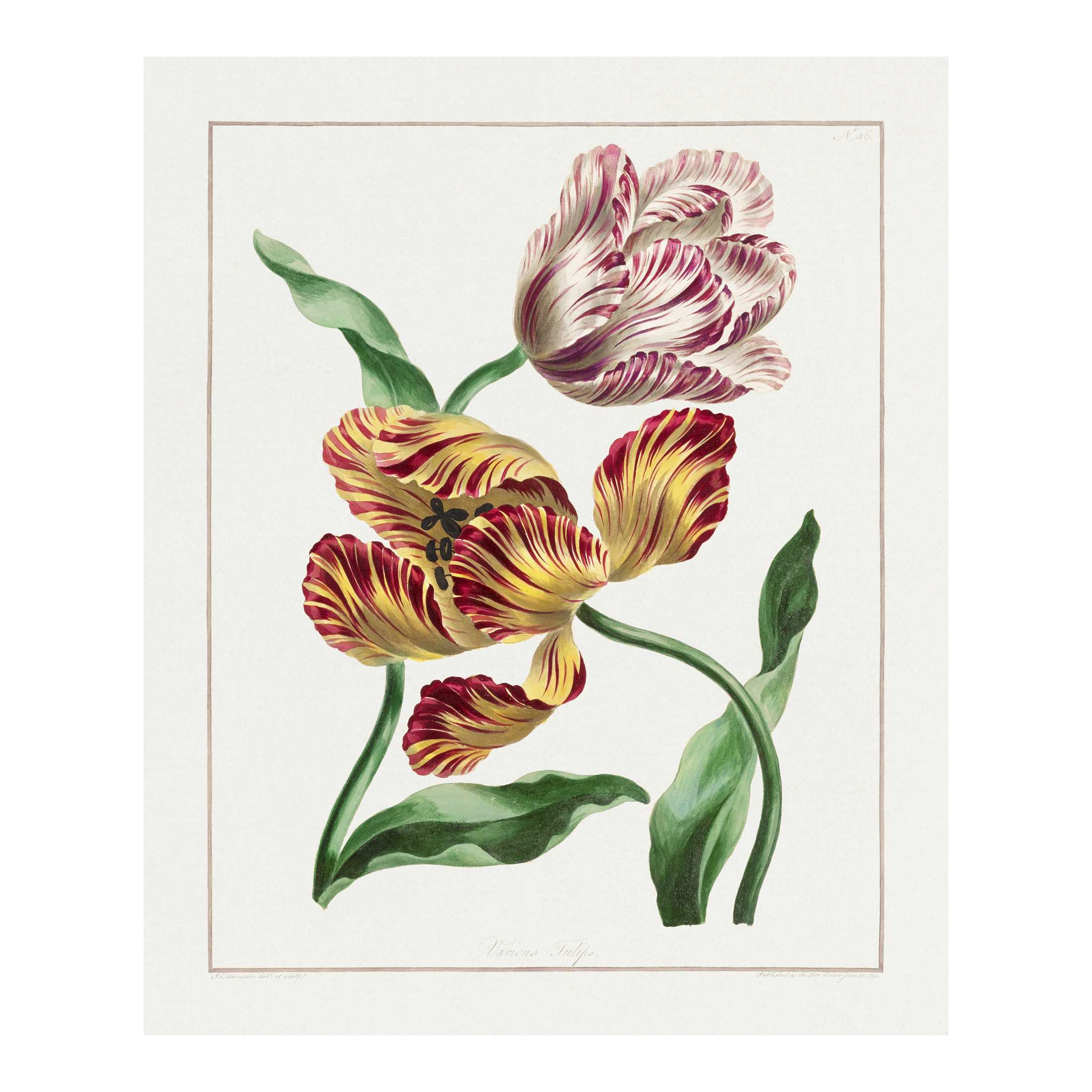 Tulipanes Tulipanes - Impresión personalizada en México | Megaprint