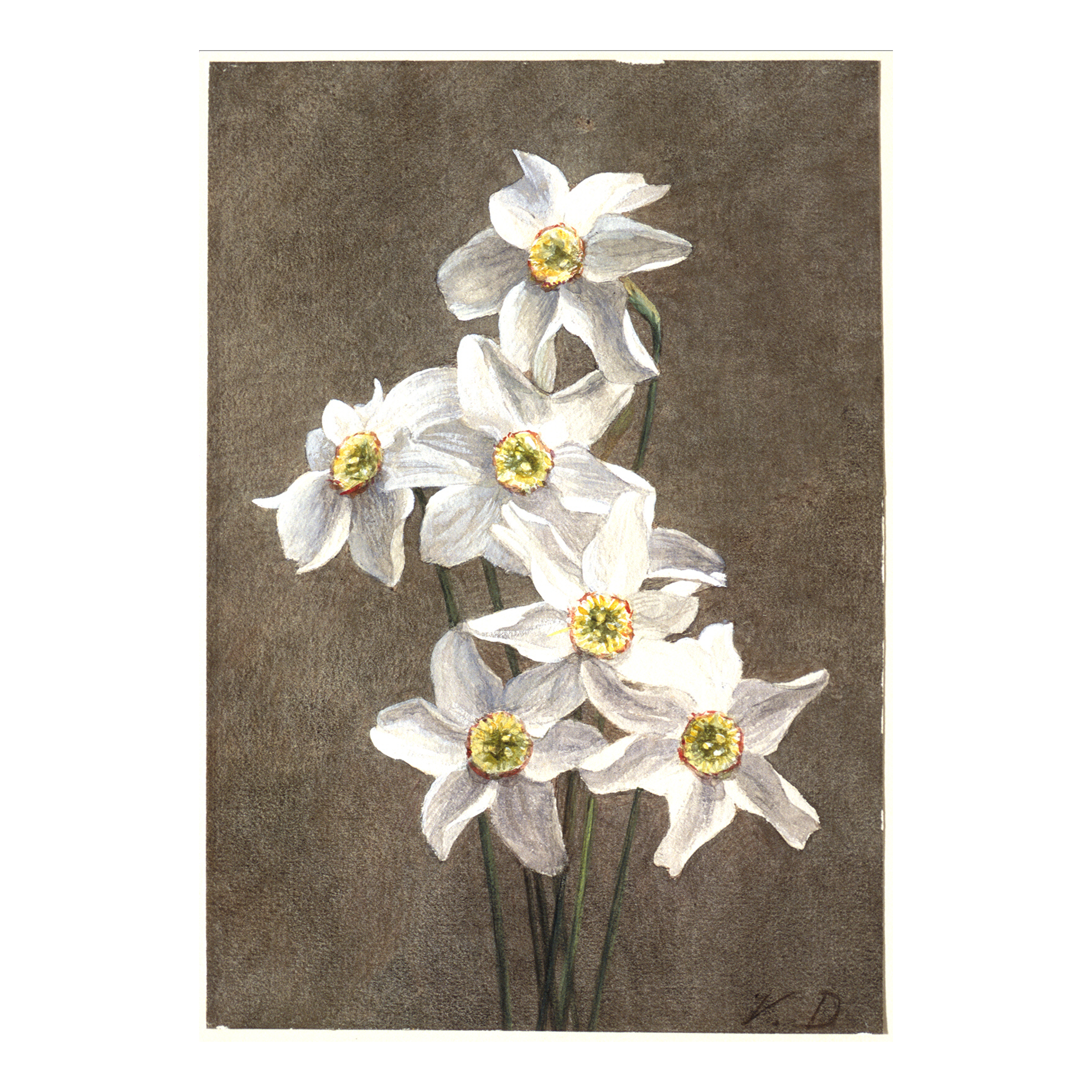 Narcisos - Impresión personalizada en México | Megaprint