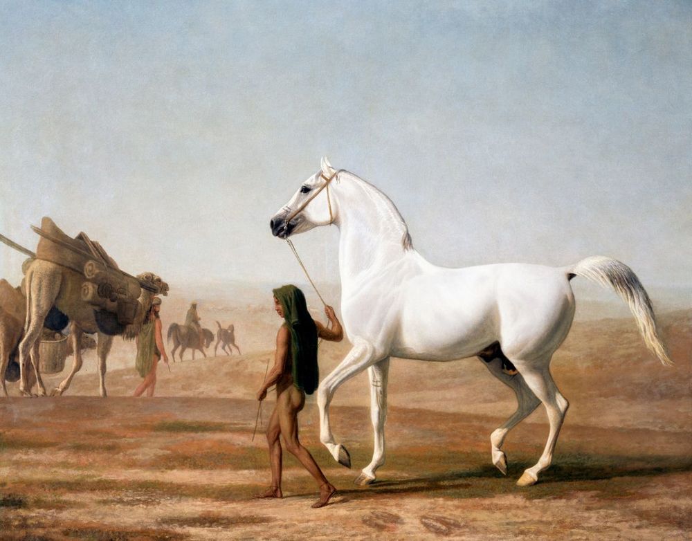 The Wellesley Grey Arabian Led through the Desert 1