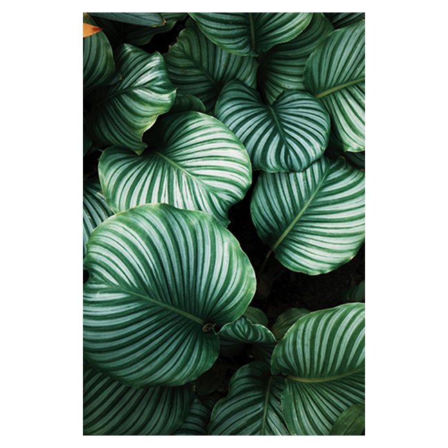 Armonía verde 1
