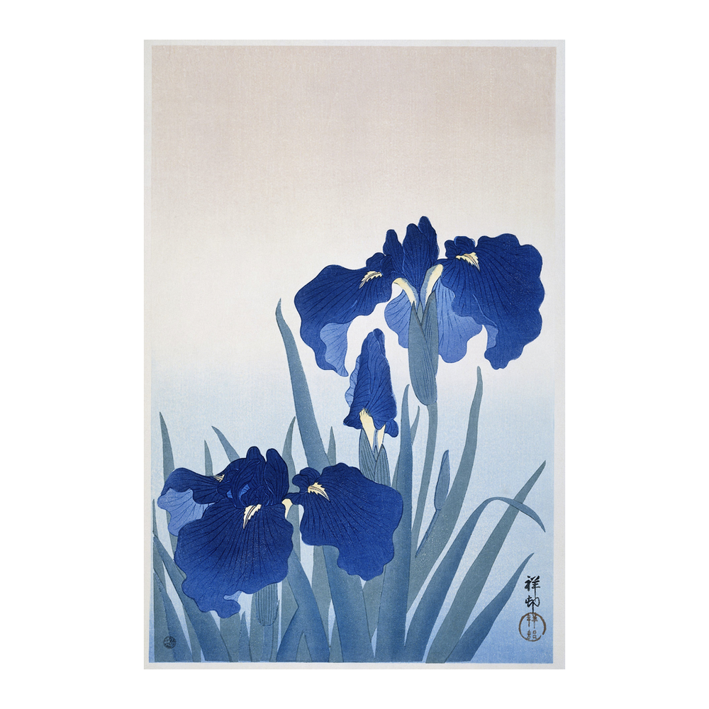 Iris 1