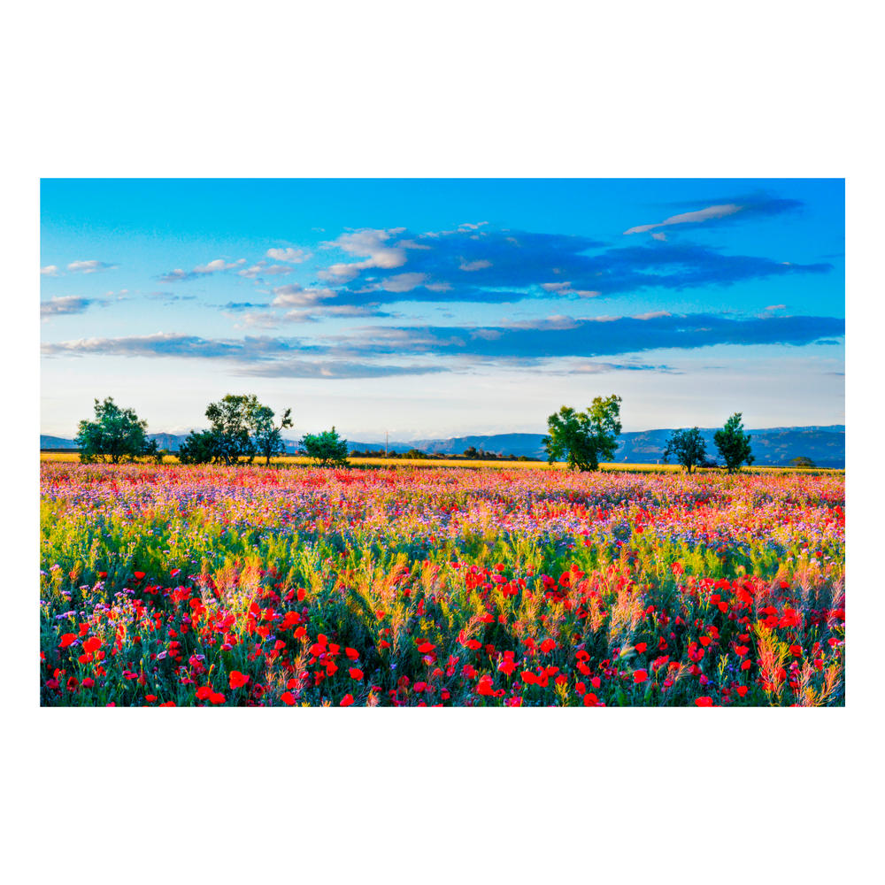 Campo de Amapolas 1