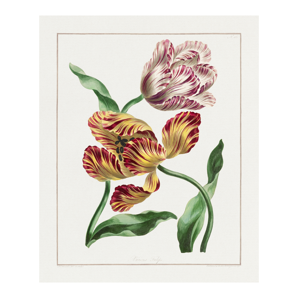 Tulipanes 1