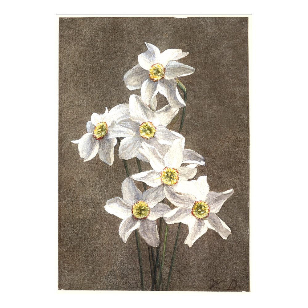 Narcisos 1
