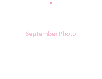 Wall Calendar 2026 - 11x8.5