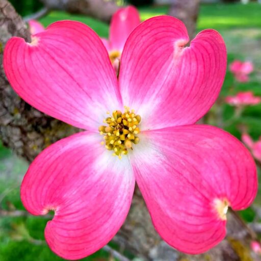 cropped-Dogwood-Flower_1762192158179.jpg